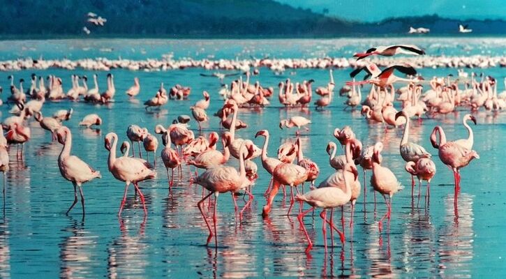 ELEGANT KENYA BÜYÜK GÖÇ Türk Hava Yolları ile 6 Gece